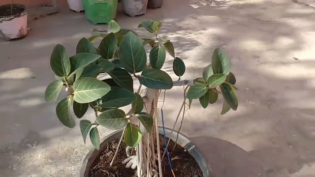 Banyan tree bonsai, how to make bonsai of banyan смотреть онлайн