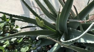 887. Цветет ли Герань зимой? Цветет!!! Алоэ Вера набирает цвет.