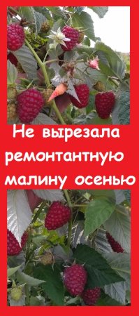 Я не вырезала РЕМОНТАНТНУЮ МАЛИНУ осенью - и вот, что получилось!
 #огород #дача #garden #сад