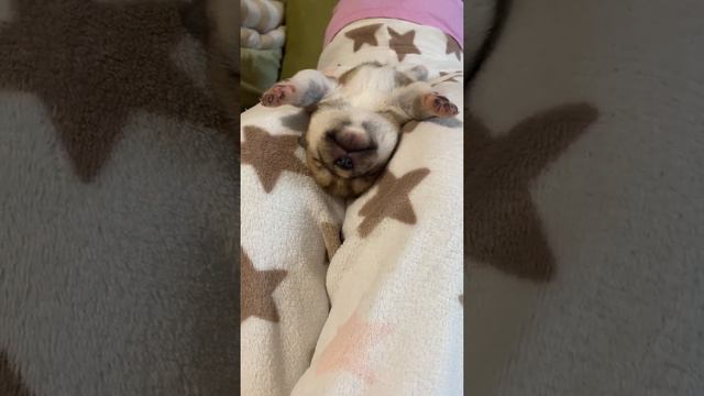 The Akita puppy sleeps like a star/Сплю как звезда