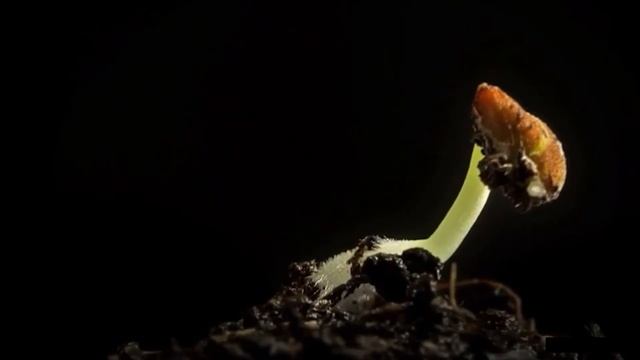 УМНАЯ ТЕПЛИЦА. 9а кл. Занятие на тему: «Условия, необходимые для роста и развития растений» смотреть онлайн