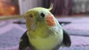 как научиться понимать язык жестов попугая корелли???Как определить настроение попугая