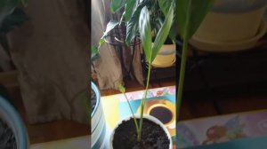 ?Пальма Ховея.Уход за поврежденной вредителями пальмой.