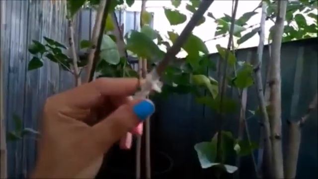 Прививка сирени  с продолжением