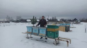 Когда давать канди пчёлам. Зимовка пчёл. Пчеловодство!