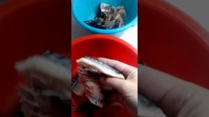 Испорченная скумбрия сухой заморозки из Мэтро