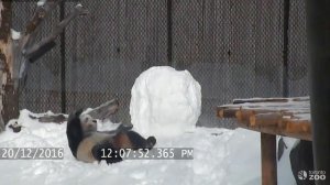 Зоопарк Торонто Giant Panda против снеговика