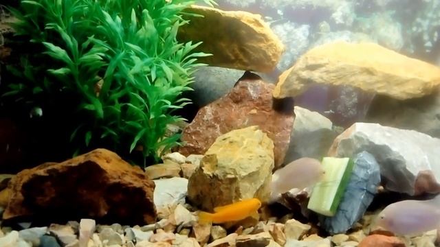 Аквариум 200 литров.Малавийские Цихлиды. смотреть онлайн