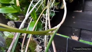 Брассавола Орхидеи наблоке. Brassavola cuculata.  Brassavola species. Уход и содержание.
