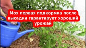 Первая подкормка после высадки томатов, перца, баклажан в теплице и открытом грунте.