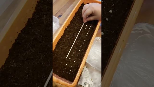 посадка перца в кокосовый субстрат смотреть онлайн