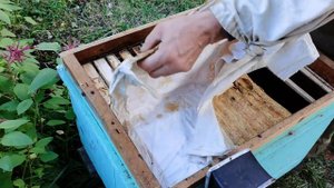 Сборка гнезда у пчел на зиму и утепление. Ставим пластины от клеща варроа.