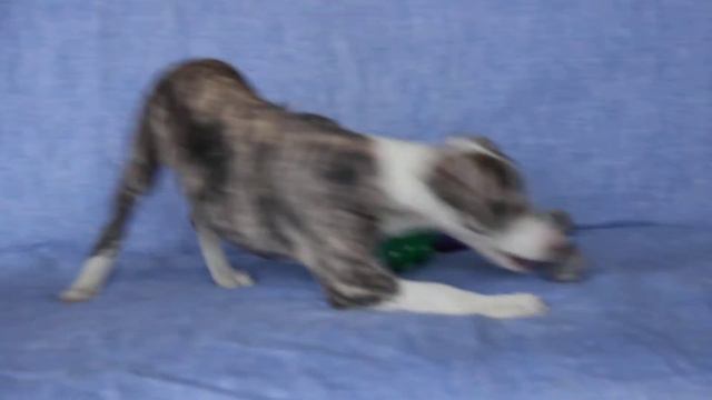 Мальчик уиппет смотреть онлайн