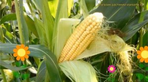 Кукуруза. Краткий обзор: Кукуруза описание характеристик, где купить семена