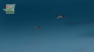 Макс Покровский ( Глаза Любви)