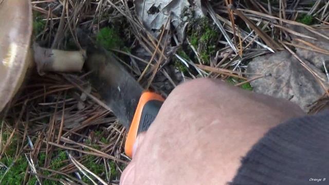 За грибами 2020. БЕЛЫЕ. МАСЛЯТА. ПОЛЬСКИЕ. ЗОНТИКИ. Готовим деликатес. смотреть онлайн