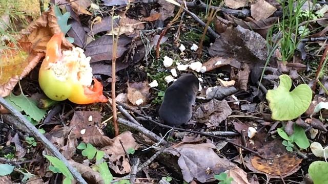 Землеройка - не мышка и не крот смотреть онлайн