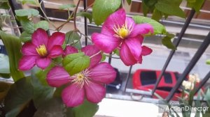 Выращивание клематисов на веранде(в горшках)?