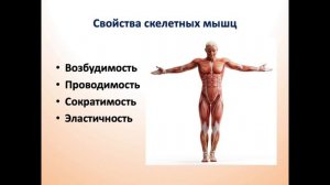 Мышечные ткани: виды, строение, функции. Скелетные мышцы. Гладкие мышечные ткани