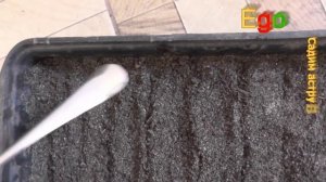 ПОРА СЕЯТЬ АСТРУ НА РАССАДУ / ЭТО ОЧЕНЬ ПРОСТО