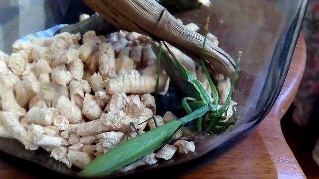 Трапеза богомола смотреть онлайн