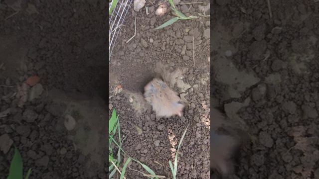 домашний хомячок роет нору