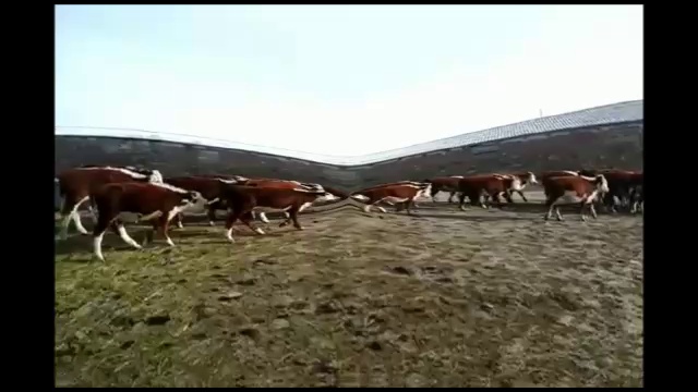 Реализация крупно рогатого скота по всей России и СНГ смотреть онлайн