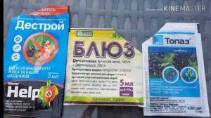 Лечение ржавчины, серой гнили и профилактика черной пятнистости на розах