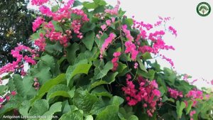 Antigonon Leptopus Hook. & Arn. | Flowering Lianas | ?? Panama |