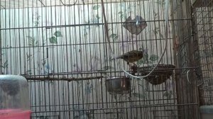 Мой первый опыт содержания и разведения канареек. Какие возникли проблемы