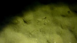 Плещеево озеро и обитатели.