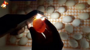 7-й день инкубации куриных яиц