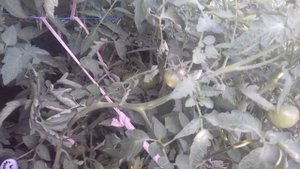 Томат сорт " Шоколадница "