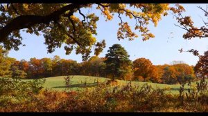 Красота Музыки "Смотри как падают листья"