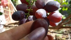 Виноград Рождественский. 2020г.