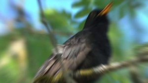 ИСЦЕЛЯЮЩЕЕ ПЕНИЕ УДИВИТЕЛЬНОГО ДРОЗДА #звукиприроды #пениедрозда #звукидрозда