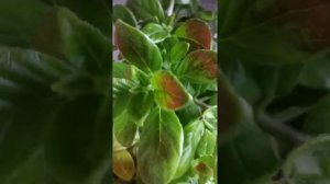 Жёлтая колумнея .