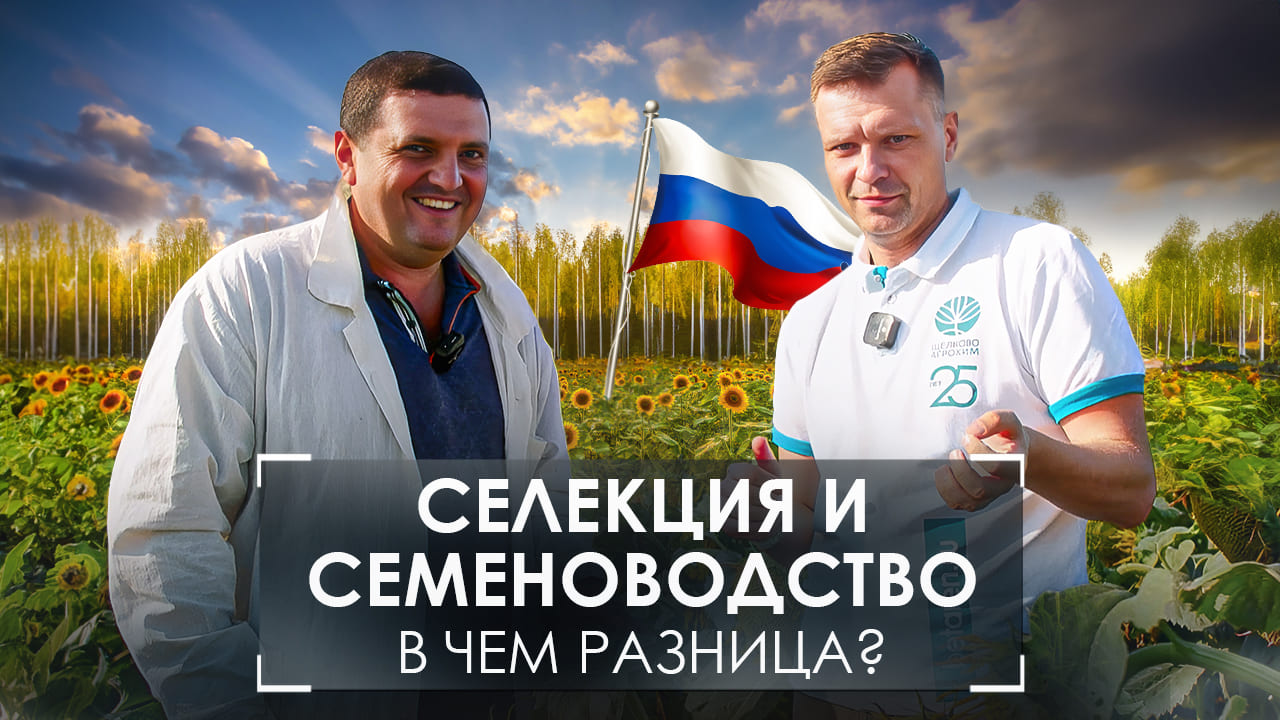 сделано в России ??. Гибриды подсолнечника от  @betaren_ 