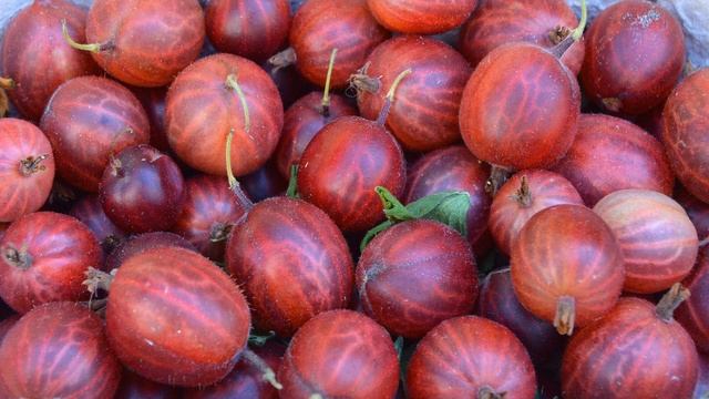 Как увеличить урожай крыжовника