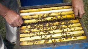 Заселяю нуклеусы на 145 рамку