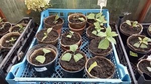 Гортензия в Сибири. Пересаживаю черенки гортензии в торфяные горшочки для высадки в открытый грунт.