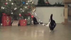 СМЕШНЫЕ КОТЫ И НОВОГОДНИЕ ЁЛКИ! Смешные Коты и Кошки
