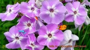 Флокс метельчатый Катерина (phlox paniculata) ? Катерина обзор: как сажать, рассада флокса Катерина