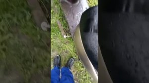 Заводка скутера Хонда такт 51