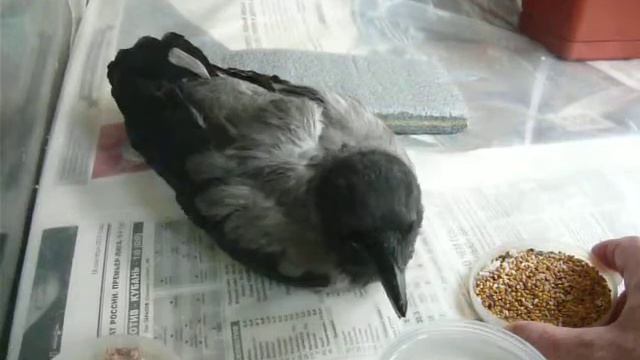 Найденыш вороненок. Истощен. Не держат лапки. смотреть онлайн