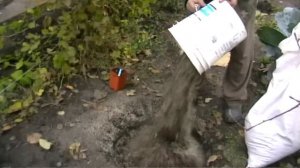 Посадка голубики