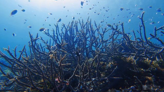 4K Deep Serenity - Relaxing Underwater Scenes & Sounds - NO LOOP - Reef Fish - Koshi Bells Music