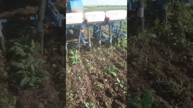 Шпинат матадор.  Корневая подкормка!!