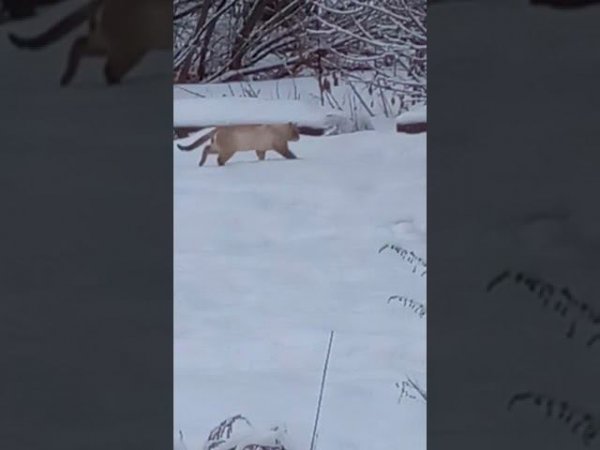 Я смотрю в окошко, там гуляет Кошка