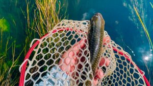 КРУПНЫЙ ЖЕРЕХ вдарил ПОППЕР / БАБОЧКА СРАБОТАЛА по ГОЛАВЛЮ / КАМБЭК В ЛЕТО №1